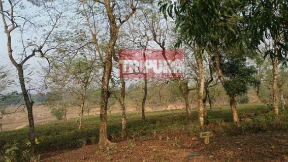 Privatization of tea industries failed to promote Tripura’s Tea business : Maximum tea gardens run by public undergoing losses Privatization of tea industries failed to promote Tripura’s Tea business : Maximum tea gardens run by public undergoing losses